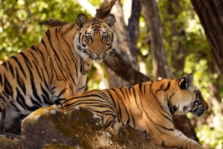 Srisailam Jungle Safari in Srisailam